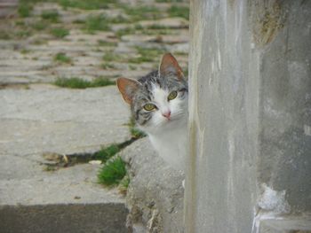 Portrait of cat