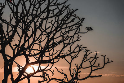 Low angle view of bare tree against sky at sunset