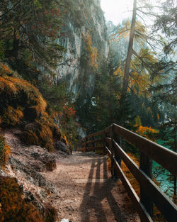 Footbridge amidst trees in forest during autumn