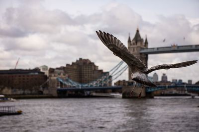 Seagull flying over a river