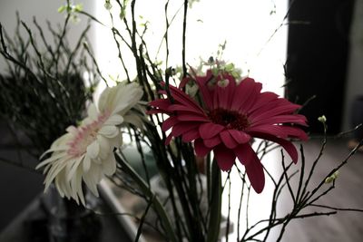 Close-up of flowers blooming outdoors