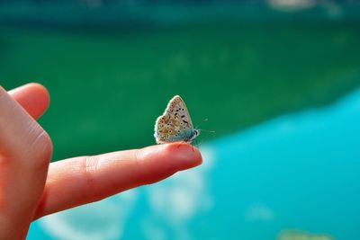Close-up of butterfly on hand