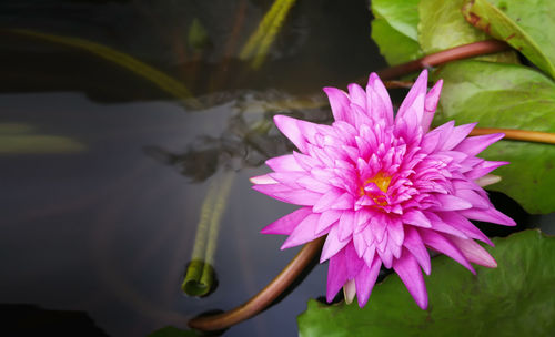 Close-up of pink water lily in lake