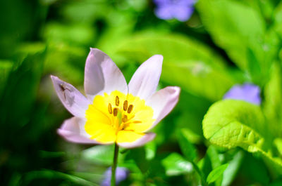 Close-up of purple flowering plant