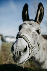 Close-up portrait of a horse