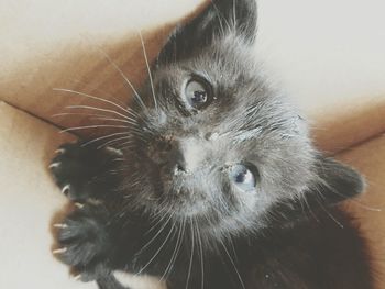 Close-up portrait of cat