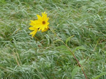 Close-up of yellow flower blooming in field