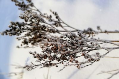 Close-up of snow covered tree