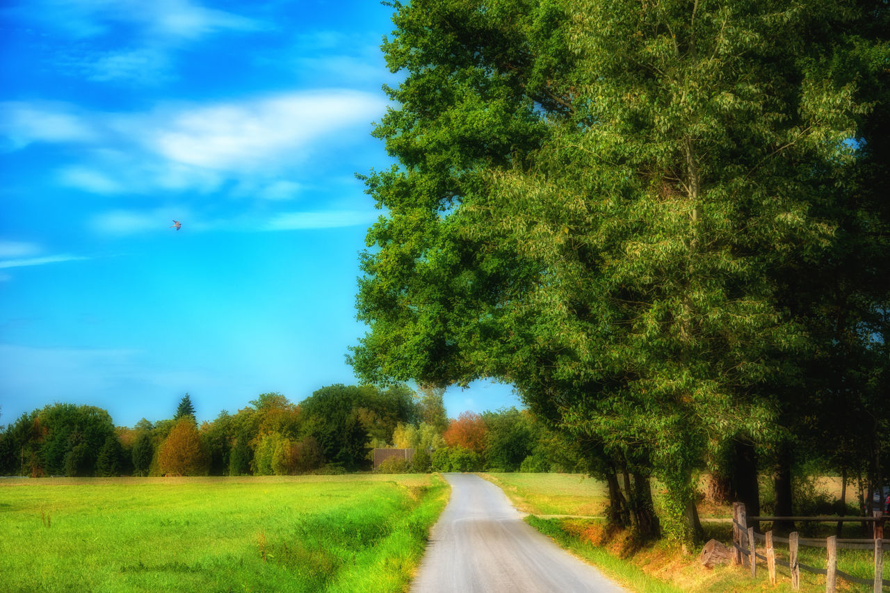 TREES GROWING BY ROAD AGAINST SKY