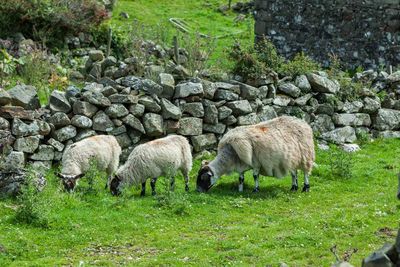 Sheep grazing in field