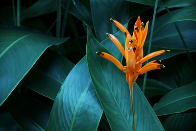 Blooming orange heliconia flower with lush green leaves in dark tone color