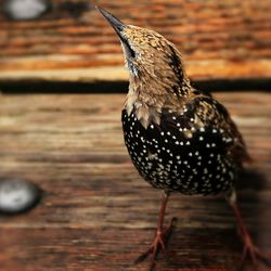 Close-up of spotted starling on wood