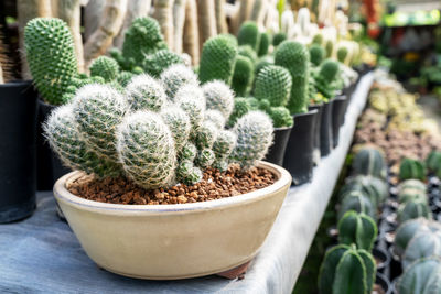 Close-up of potted plant