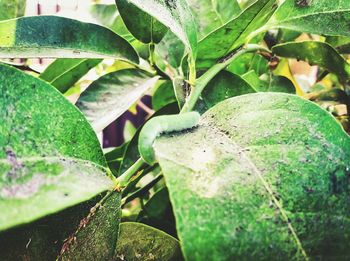 Close-up of leaves