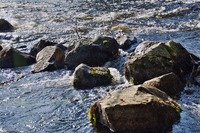 View of trees in water