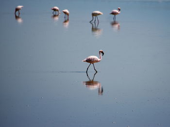 A flurry of flamingos at lake magadi, the great rift valley, kenya