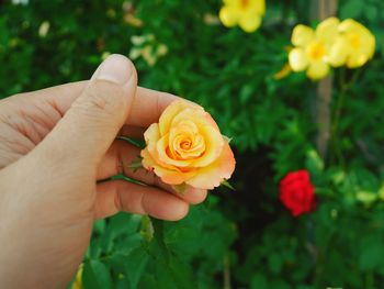 Close-up of hand holding rose