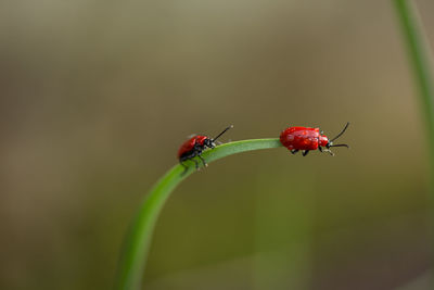 Red bugs on stem