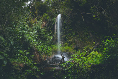 Waterfall in forest