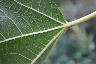 Close-up of plant