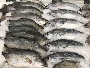 Fish for sale at market
