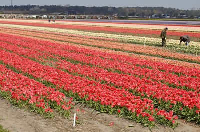 Scenic view of red flower on field