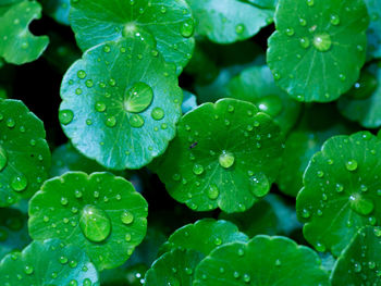 Close-up of water drops on leaves