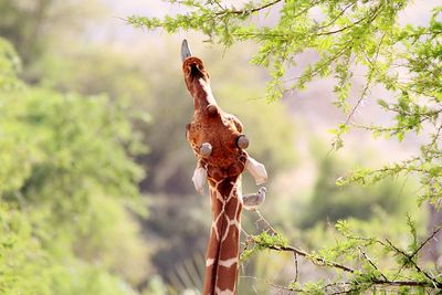 Giraffe by tree