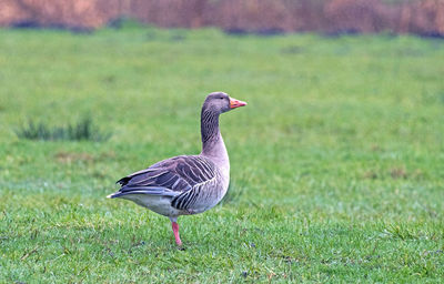 Mallard duck on a field