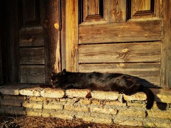 Cat sleeping by door