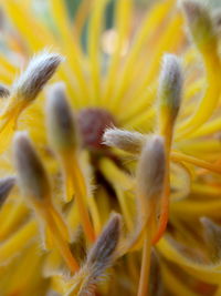 Close-up of yellow flowering plant