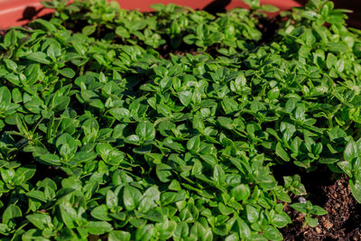 Green basil leaves planted in pot. food and aromatic herbs concept