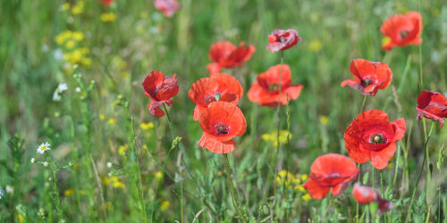 Close-up of red poppy flowers on field