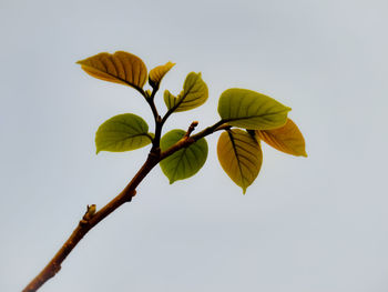 Low angle view of flowering plant against clear sky