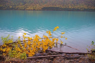Scenic view of lake by trees during autumn