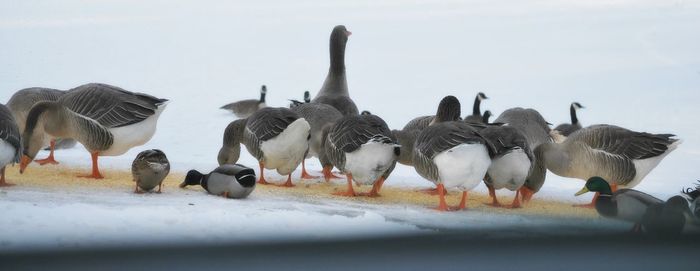 High angle view of canada geese on ice at lake