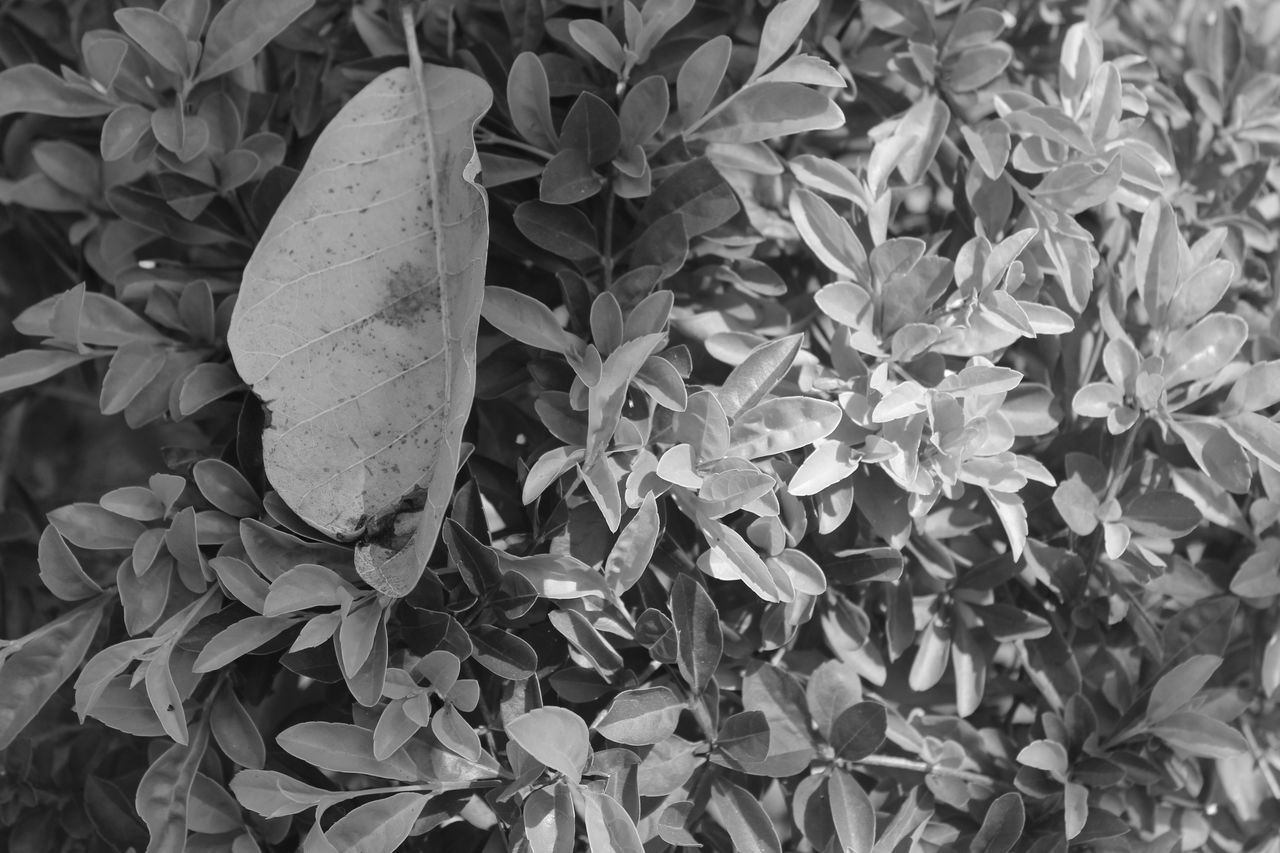 CLOSE-UP OF GREEN LEAVES ON PLANT