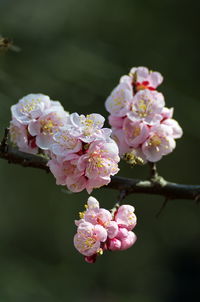 Close-up of pink cherry blossoms in spring