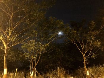 Low angle view of trees against sky at night