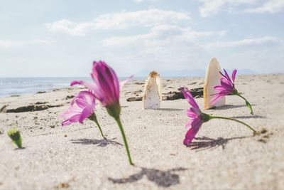 Close-up of pink flower on beach