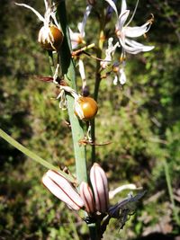 Close-up of fruits on tree