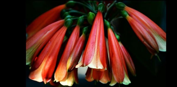 Close-up of flowers against black background
