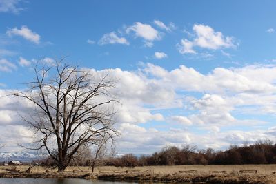 Bare tree on landscape against sky