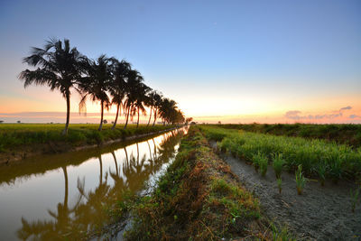 View of palm trees on field at sunset