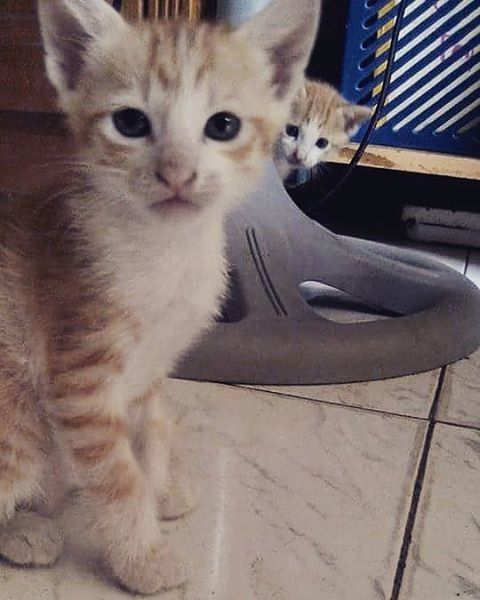 animal themes, one animal, domestic cat, pets, domestic animals, cat, mammal, feline, whisker, portrait, indoors, looking at camera, relaxation, sitting, alertness, close-up, animal head, staring, no people