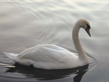 Swan swimming in water