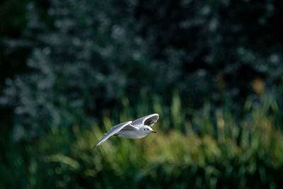Bird flying