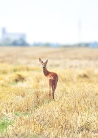 Deer standing on field