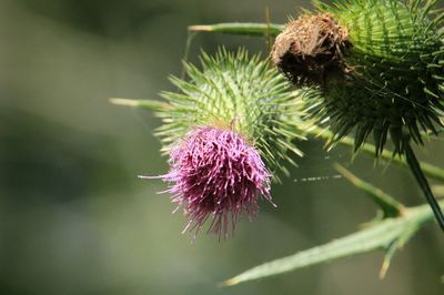 Close-up of purple thistle flower