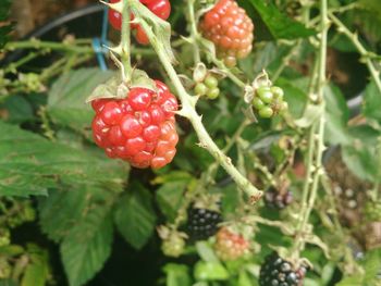 Close-up of berries growing on tree